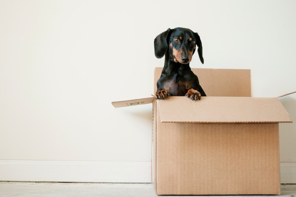 Image of a dog in a shipping box. A welcoming image for our visitors who came for deals and promo codes.